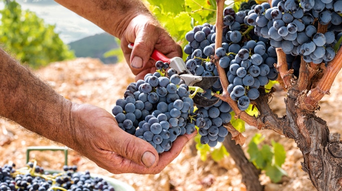 What's The Difference Between Organic and Biodynamic Wines?